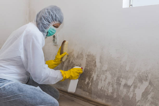 Best Black Mold Removal  in Deenwood, GA