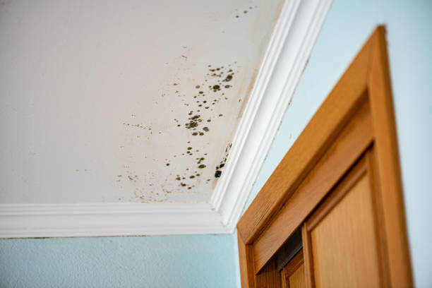 Mold Testing and Removal in Deenwood, GA